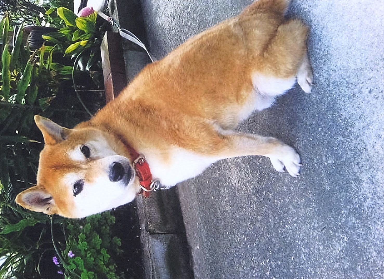 hachi
